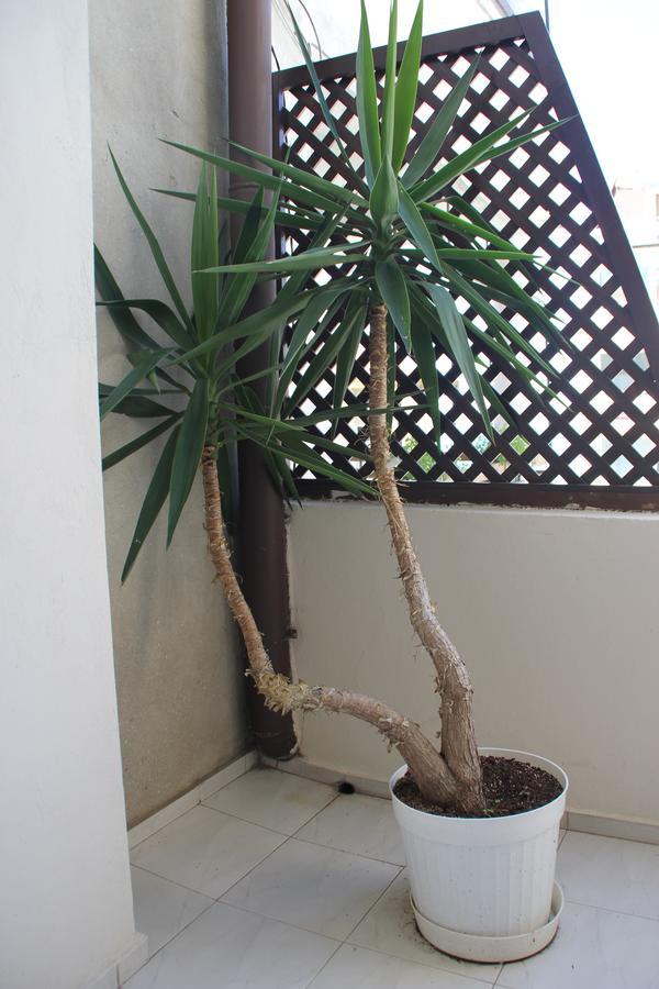 فندق Yankov'S House سوزوبول المظهر الخارجي الصورة